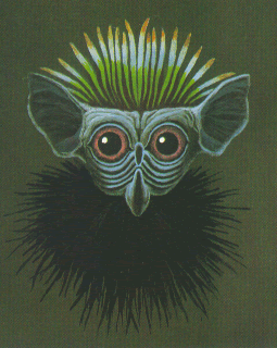 squirrel monkey-type face (Schaller)