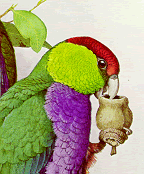 parrot holding eucalypt fruit (from Forshaw)